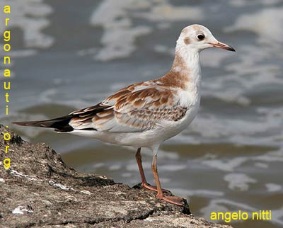 gabbiano comune larus