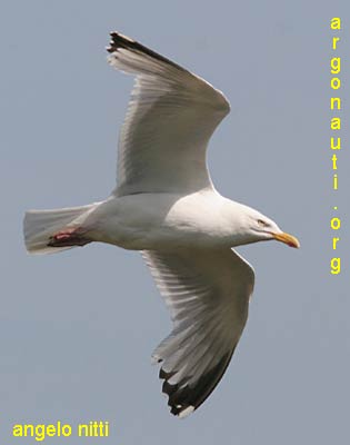 gabbiano nordico larus