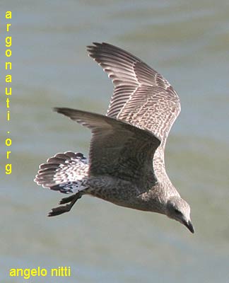 gabbiano nordico larus