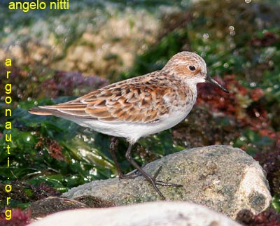 gambecchio calidris