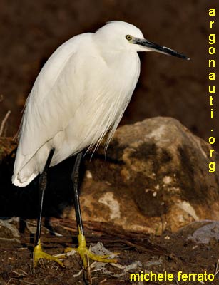 garzetta egretta