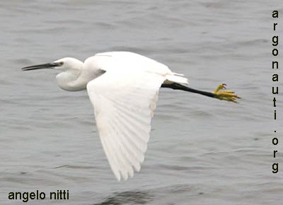 garzetta egretta