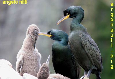 marangone dal ciuffo phalacrocorax