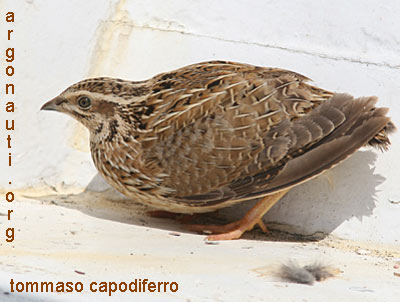 quaglia coturnix