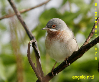 sterpazzolina sylvia