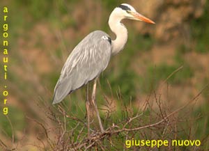 airone cinerino