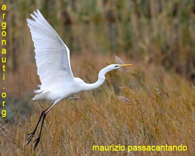 airone bianco maggiore ardea