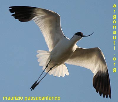 avocetta recurvirostra