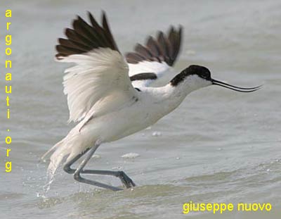 avocettta recurvirostra