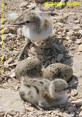 avocetta recurvirostra