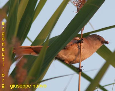 basettino Panurus