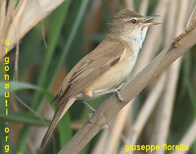 cannareccione acrocephalus