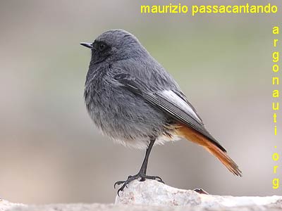 codirosso spazzacamino phoenicurus