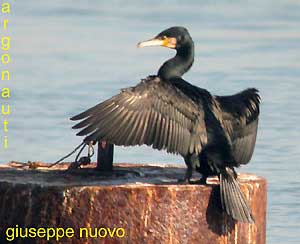 cormorano