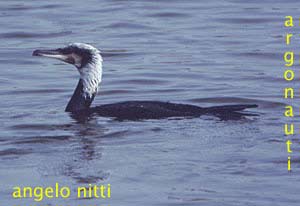 cormorano