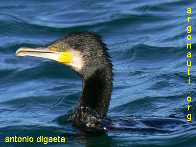 cormorano phalacrocorax