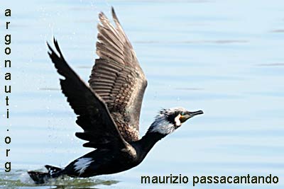 cormorano phalacrocorax