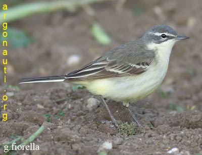 cutrettola motacilla