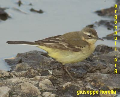 cutrettola motacilla