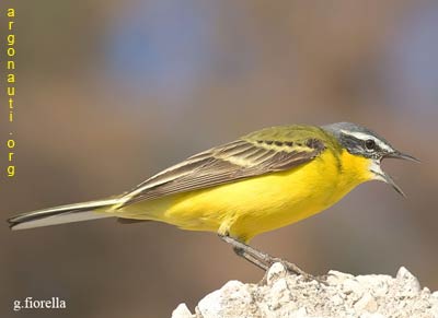 cutrettola motacilla