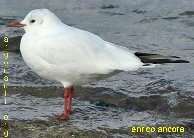 gabbiano comune larus