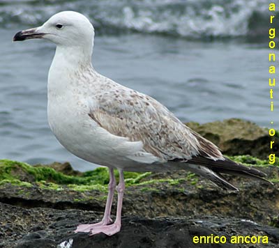 gabbiano pontico larus