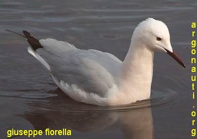 gabbiano roseo larus