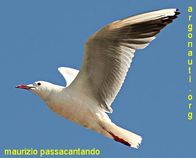 gabbiano roseo larus