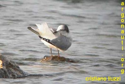 gabbiano larus