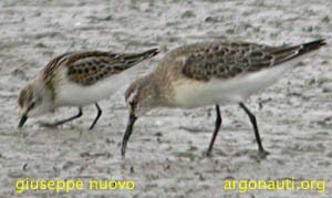 gambecchio calidris