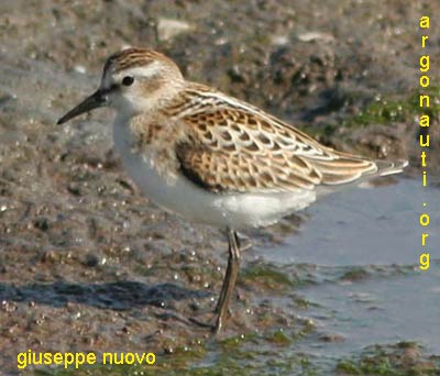 gambecchio calidris