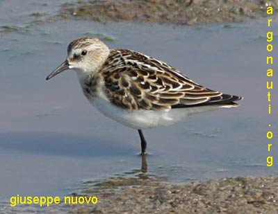 gambecchio calidris