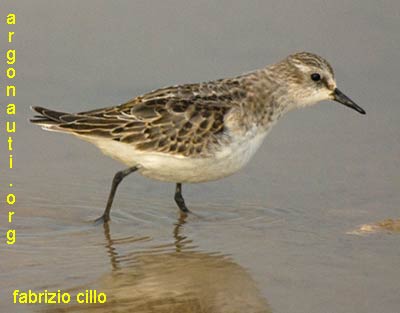 gambecchio calidris