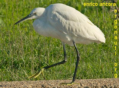 garzetta egretta