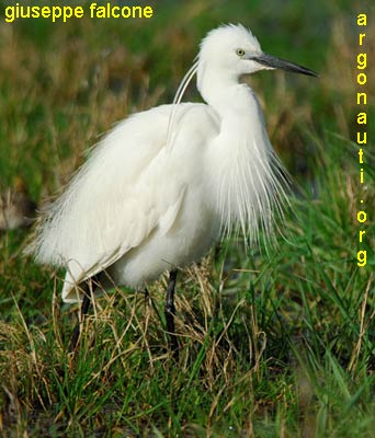 garzetta egretta