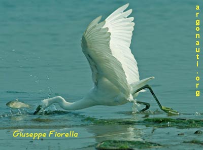 garzetta egretta