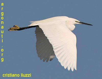 garzetta egretta