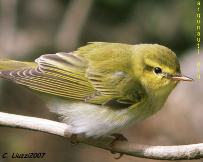 luì verde phylloscopus