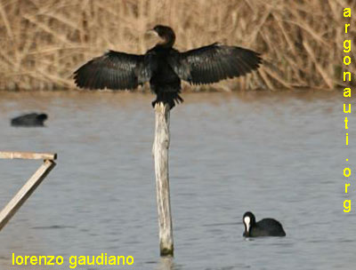 marangone minore phalacrocorax