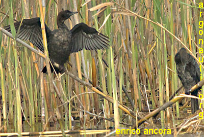 marangone minore phalacrocorax