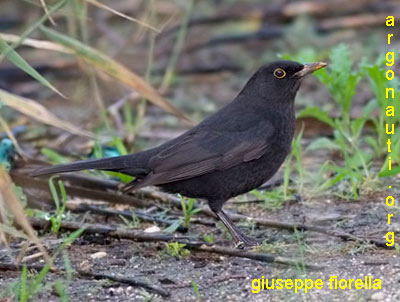 merlo turdus