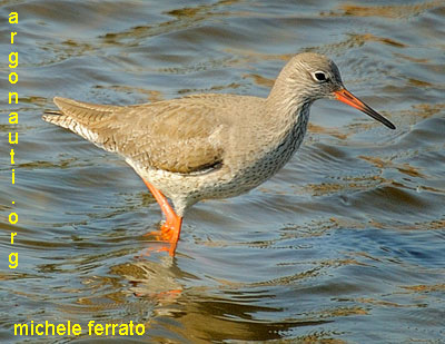 pettegola tringa