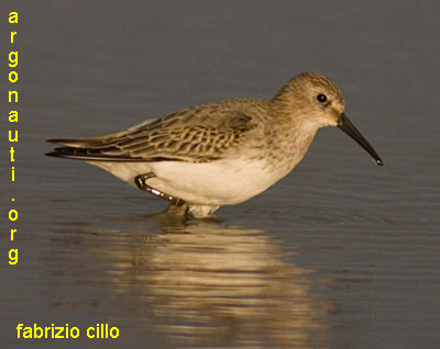 piovanello pancianera calidris