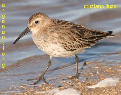 piovanello pancianera calidris