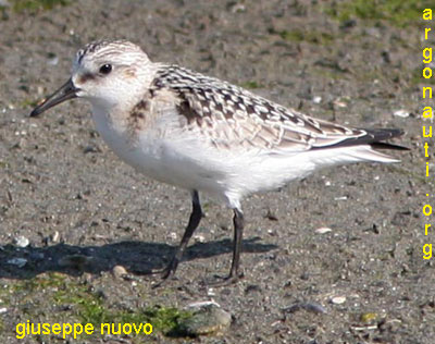 piovanello tridattilo calidris