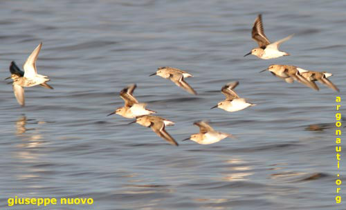 piovanell pancianera calidris