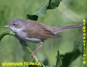 sterpazzola Sylvia