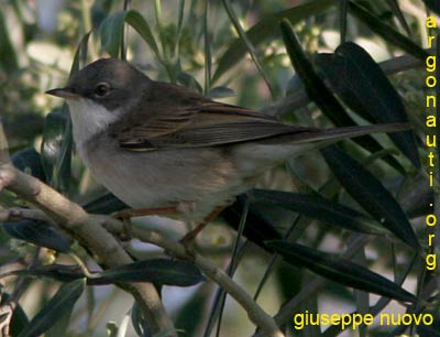 sterpazzola Sylvia