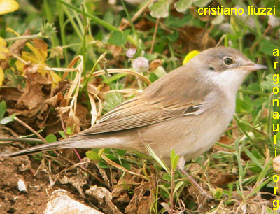 sterpazzola sylvia