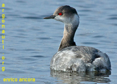 svasso piccolo podiceps